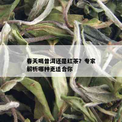 春天喝普洱还是红茶？专家解析哪种更适合你