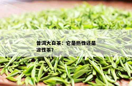 普洱大白茶：它是热性还是凉性茶？