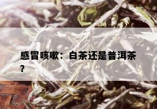 感冒咳嗽：白茶还是普洱茶？