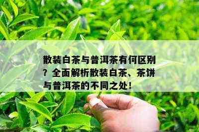 散装白茶与普洱茶有何区别？全面解析散装白茶、茶饼与普洱茶的不同之处！