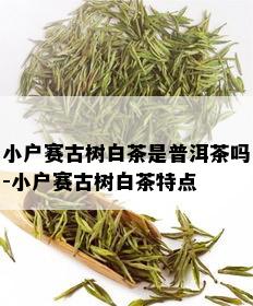 小户赛古树白茶是普洱茶吗-小户赛古树白茶特点