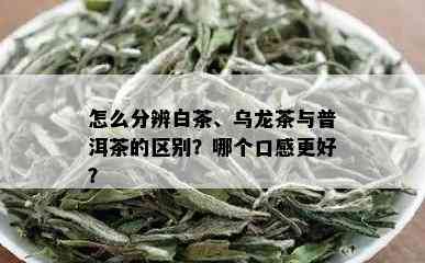 怎么分辨白茶、乌龙茶与普洱茶的区别？哪个口感更好？