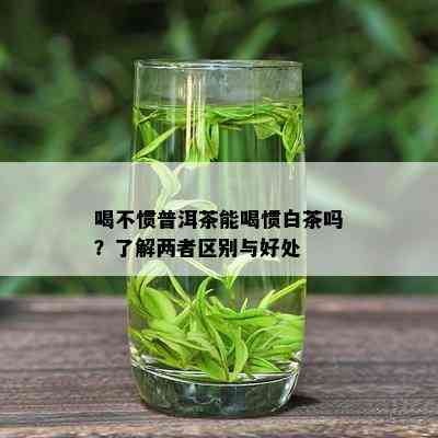 喝不惯普洱茶能喝惯白茶吗？了解两者区别与好处