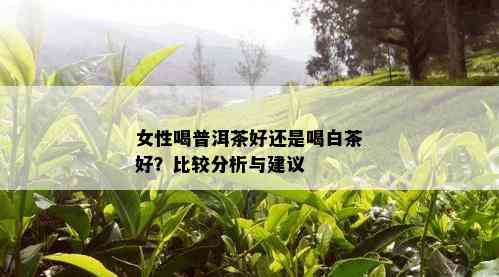 女性喝普洱茶好还是喝白茶好？比较分析与建议