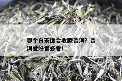 哪个白茶适合收藏普洱？普洱爱好者必看！