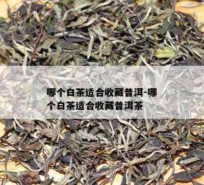 哪个白茶适合收藏普洱-哪个白茶适合收藏普洱茶