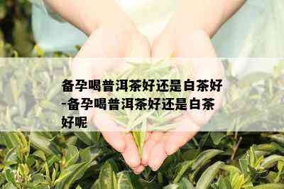 备孕喝普洱茶好还是白茶好-备孕喝普洱茶好还是白茶好呢