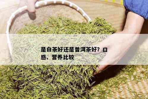 是白茶好还是普洱茶好？口感、营养比较