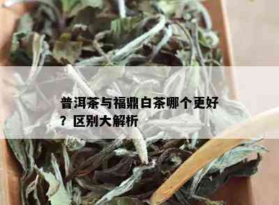 普洱茶与福鼎白茶哪个更好？区别大解析