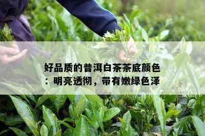 好品质的普洱白茶茶底颜色：明亮透彻，带有嫩绿色泽