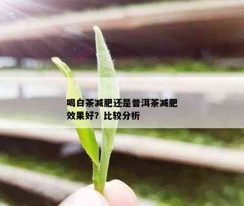 喝白茶减肥还是普洱茶减肥效果好？比较分析