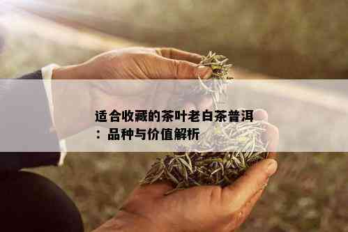 适合收藏的茶叶老白茶普洱：品种与价值解析