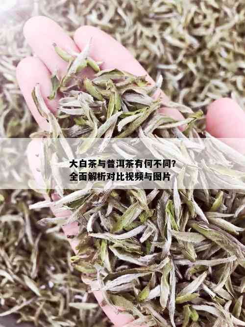 大白茶与普洱茶有何不同？全面解析对比视频与图片