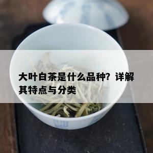 大叶白茶是什么品种？详解其特点与分类