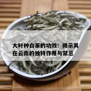 大叶种白茶的功效：揭示其在云南的独特作用与禁忌