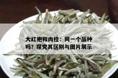 大红袍和肉桂：同一个品种吗？探究其区别与图片展示