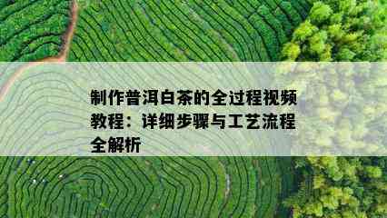 制作普洱白茶的全过程视频教程：详细步骤与工艺流程全解析