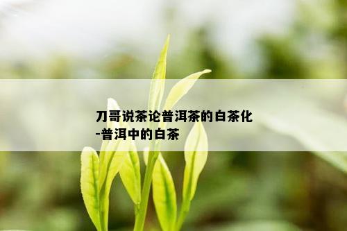 刀哥说茶论普洱茶的白茶化-普洱中的白茶