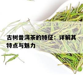 古树普洱茶的特征：详解其特点与魅力