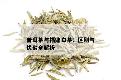 普洱茶与福鼎白茶：区别与优劣全解析