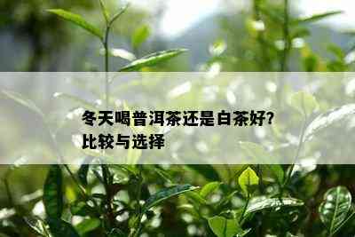 冬天喝普洱茶还是白茶好？比较与选择