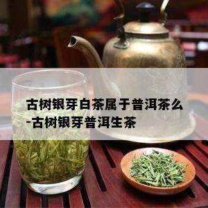 古树银芽白茶属于普洱茶么-古树银芽普洱生茶