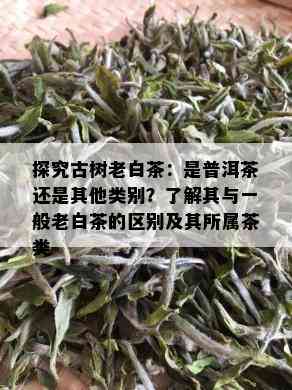 探究古树老白茶：是普洱茶还是其他类别？了解其与一般老白茶的区别及其所属茶类