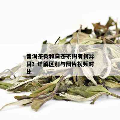 普洱茶树和白茶茶树有何异同？详解区别与图片视频对比