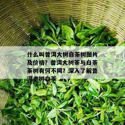 什么叫普洱大树白茶树图片及价格？普洱大树茶与白茶茶树有何不同？深入了解普洱老树白茶