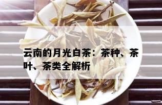 云南的月光白茶：茶种、茶叶、茶类全解析