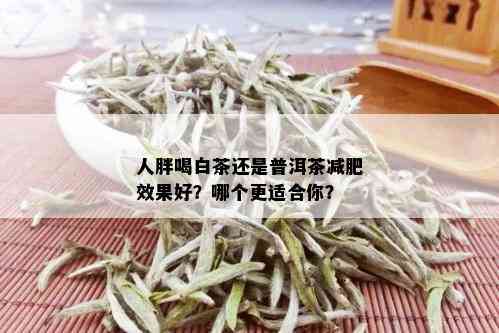 人胖喝白茶还是普洱茶减肥效果好？哪个更适合你？