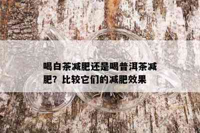 喝白茶减肥还是喝普洱茶减肥？比较它们的减肥效果