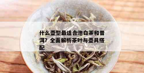 什么壶型最适合泡白茶和普洱？全面解析茶叶与壶具搭配