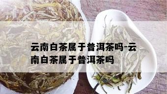 云南白茶属于普洱茶吗-云南白茶属于普洱茶吗