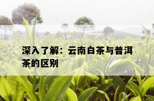 深入了解：云南白茶与普洱茶的区别