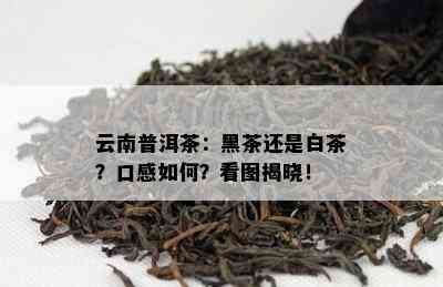 云南普洱茶：黑茶还是白茶？口感如何？看图揭晓！