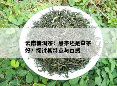 云南普洱茶：黑茶还是白茶好？探讨其特点与口感