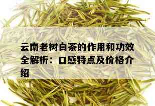 云南老树白茶的作用和功效全解析：口感特点及价格介绍