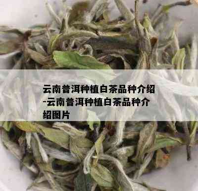 云南普洱种植白茶品种介绍-云南普洱种植白茶品种介绍图片