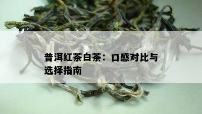 普洱红茶白茶：口感对比与选择指南