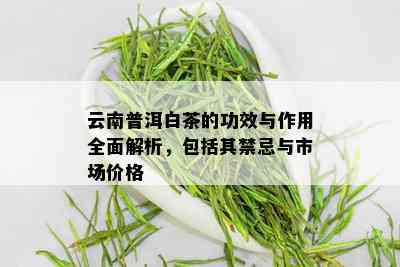 云南普洱白茶的功效与作用全面解析，包括其禁忌与市场价格