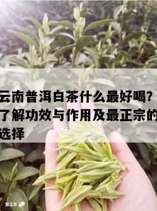 云南普洱白茶什么更好喝？了解功效与作用及最正宗的选择