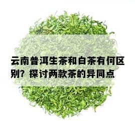 云南普洱生茶和白茶有何区别？探讨两款茶的异同点