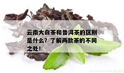 云南大白茶和普洱茶的区别是什么？了解两款茶的不同之处！