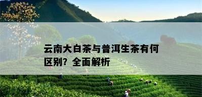 云南大白茶与普洱生茶有何区别？全面解析