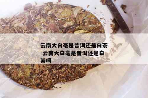 云南大白毫是普洱还是白茶-云南大白毫是普洱还是白茶啊