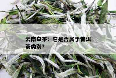 云南白茶：它是否属于普洱茶类别？