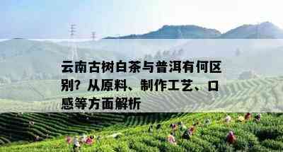 云南古树白茶与普洱有何区别？从原料、制作工艺、口感等方面解析