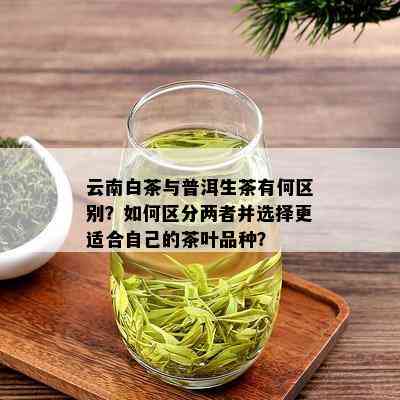 云南白茶与普洱生茶有何区别？如何区分两者并选择更适合自己的茶叶品种？