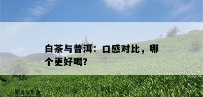 白茶与普洱：口感对比，哪个更好喝？